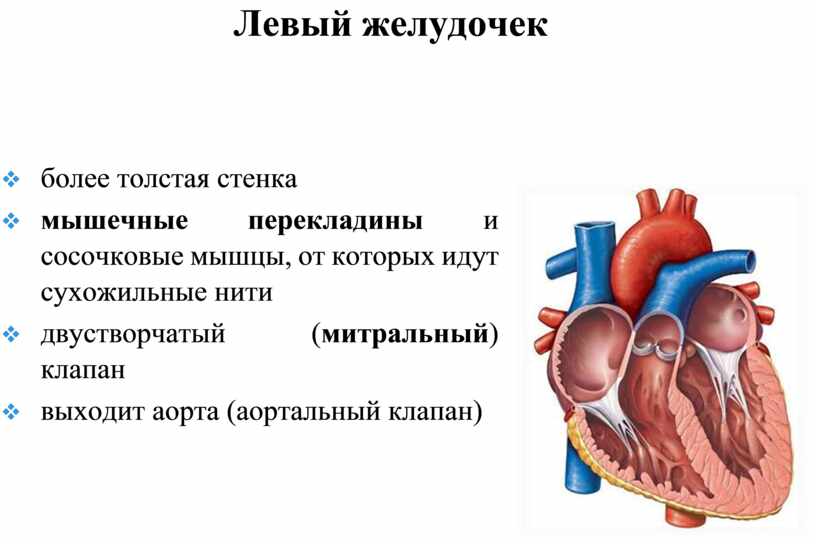 Наиболее толстую мышечную стенку имеет