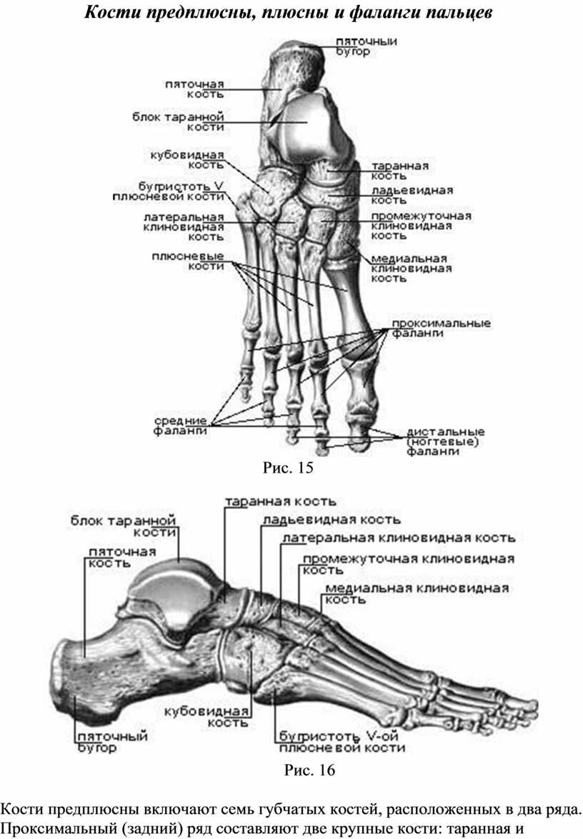 Кости предплюсны