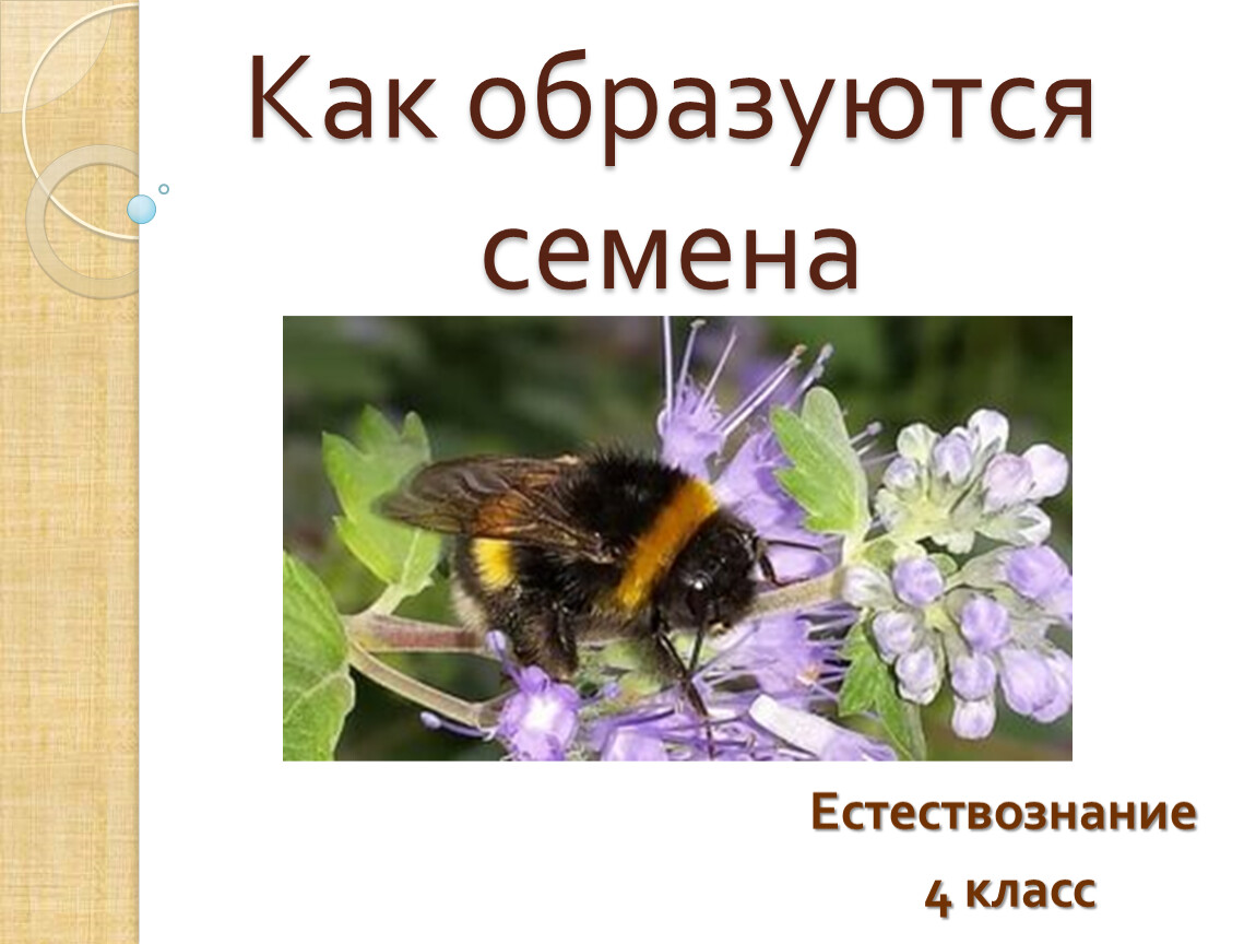 Урок естествознания 4 класс. Естествознание 4 класс. Как образуются семена. Как появляются семена 1 класс. Как появляется тень 3 класс Естествознание презентация.