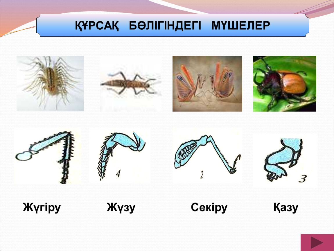 Жануарлардағы онтогенездің тура және жанама типтері презентация