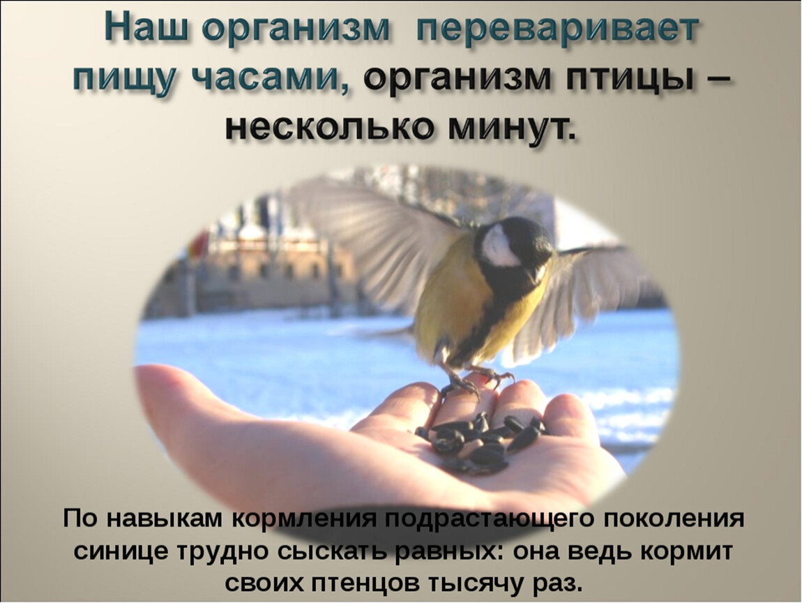 Классный час день птиц 1 класс. День птиц. Всемирный день птиц. 1 Апреля Международный день птиц. Классный час Международный день птиц.