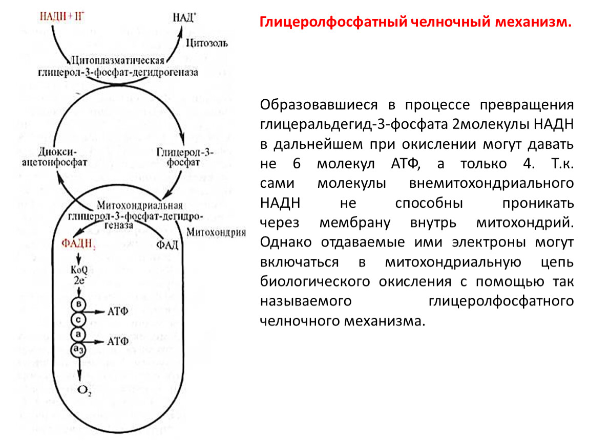 Схема глицерофосфатного челночного механизма