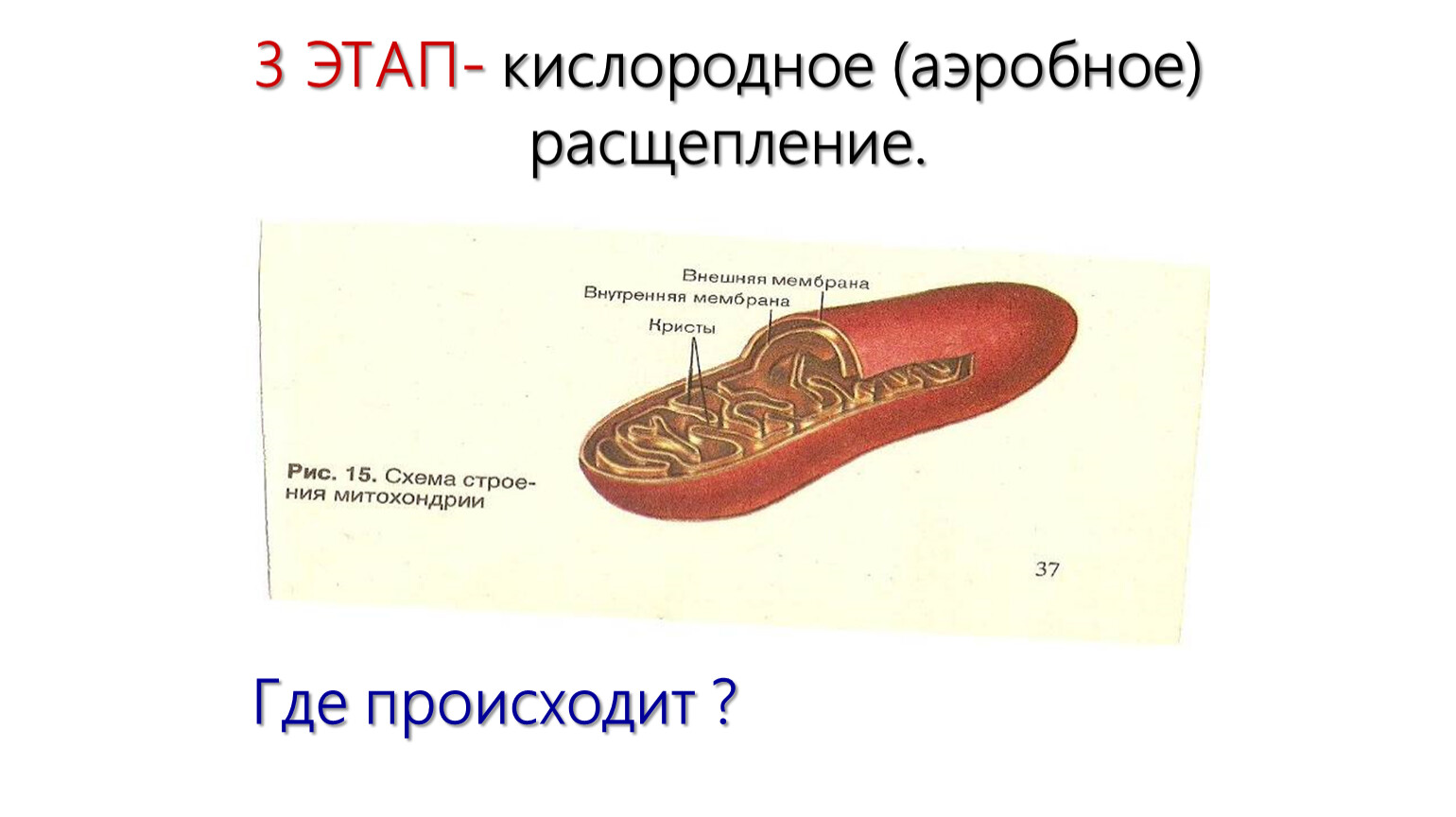 Кислородное расщепление. 3 Этап кислородное расщепление. Где происходит кислородное расщепление. Где происходит аэробное расщепление. Раздвоение клетки.