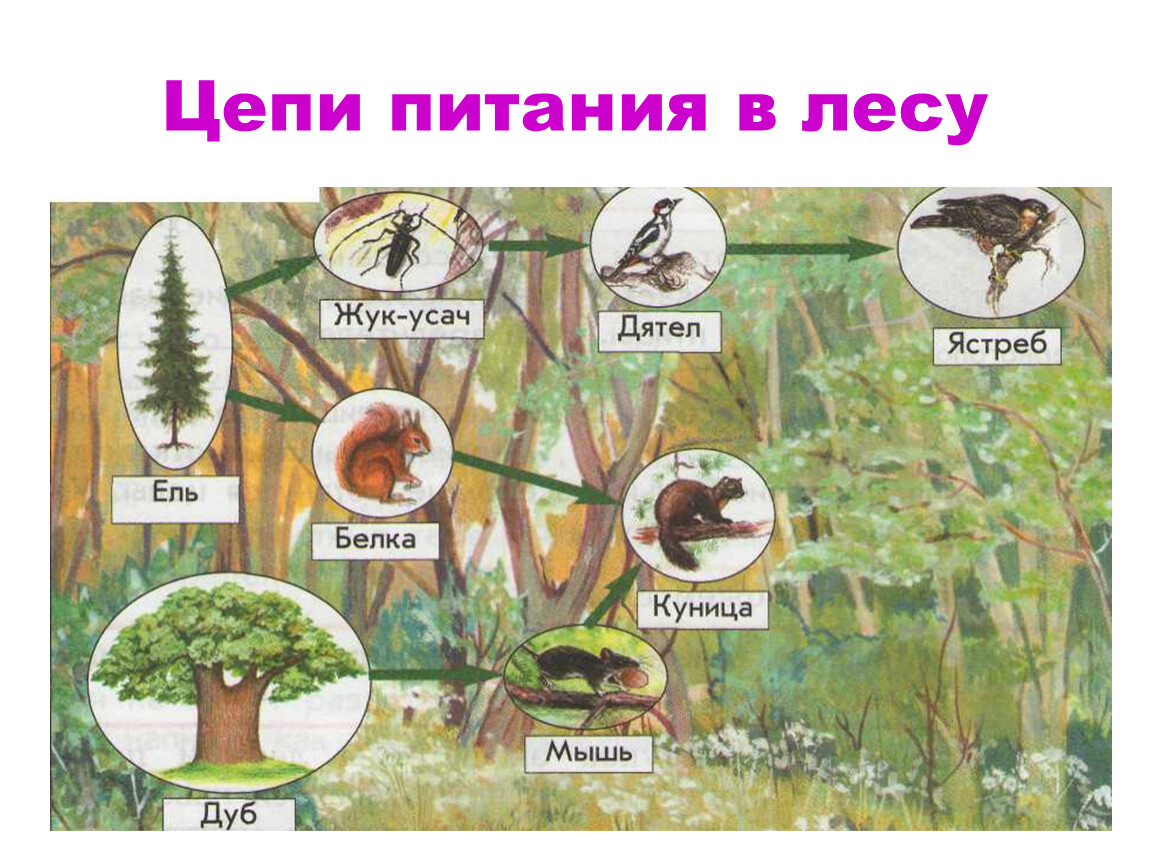 Какие организмы обитают в лесу. Пищевые цепи питания в еловом лесу. Схема цепей питания в Лесном сообществе 3 класс окружающий. Цепь питания леса. Пищевая цепочка в лесу.