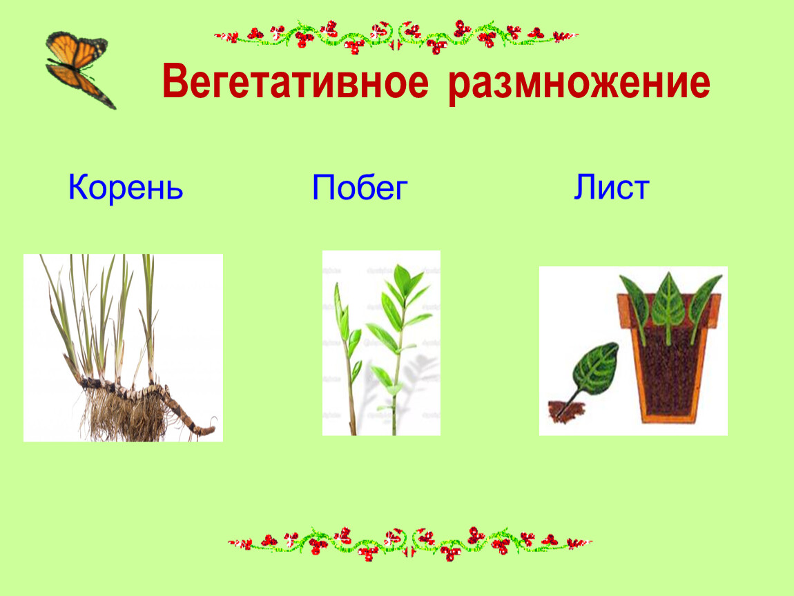 Плод это вегетативный. Вегетативное размножение корнем. Вегетативное размножение побег+корень. Растения которые размножаются корнями.