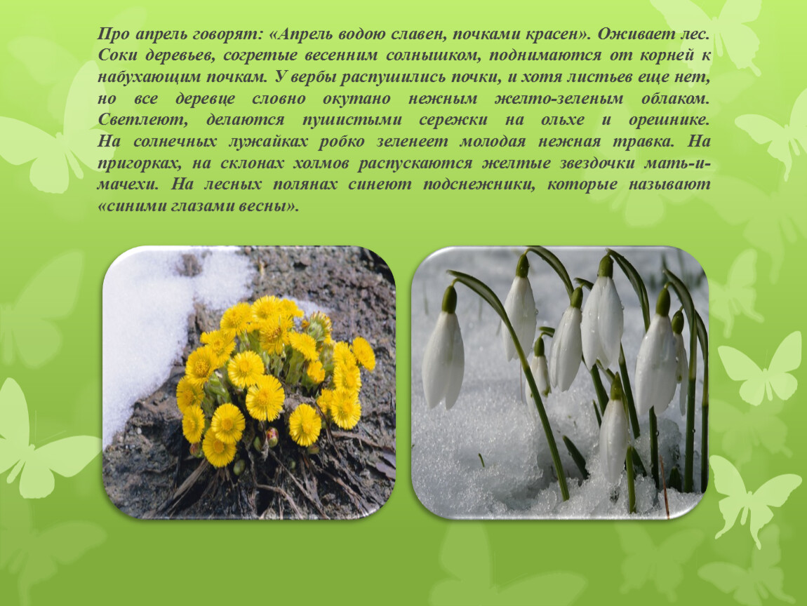 Весеннее пробуждение растений тест. Презентация апрель. Доклад о весне. Маленький рассказ про апрель. Стихи про апрель.