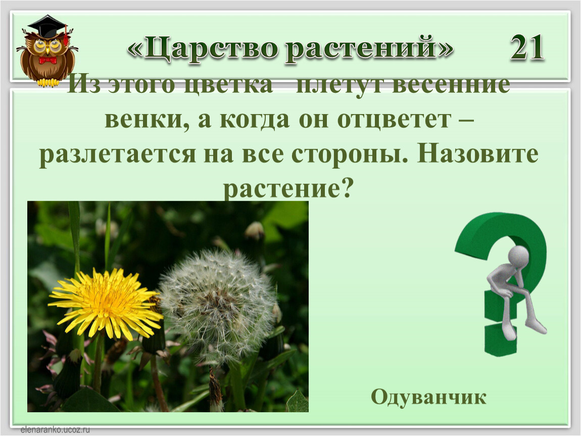 Одуванчик вид род отдел царство. Царство растений одуванчик. Царство растения вид одуванчик. Как называется процесс у одуванчика. Весной венки из одуванчиков плетут конечно только ответы.