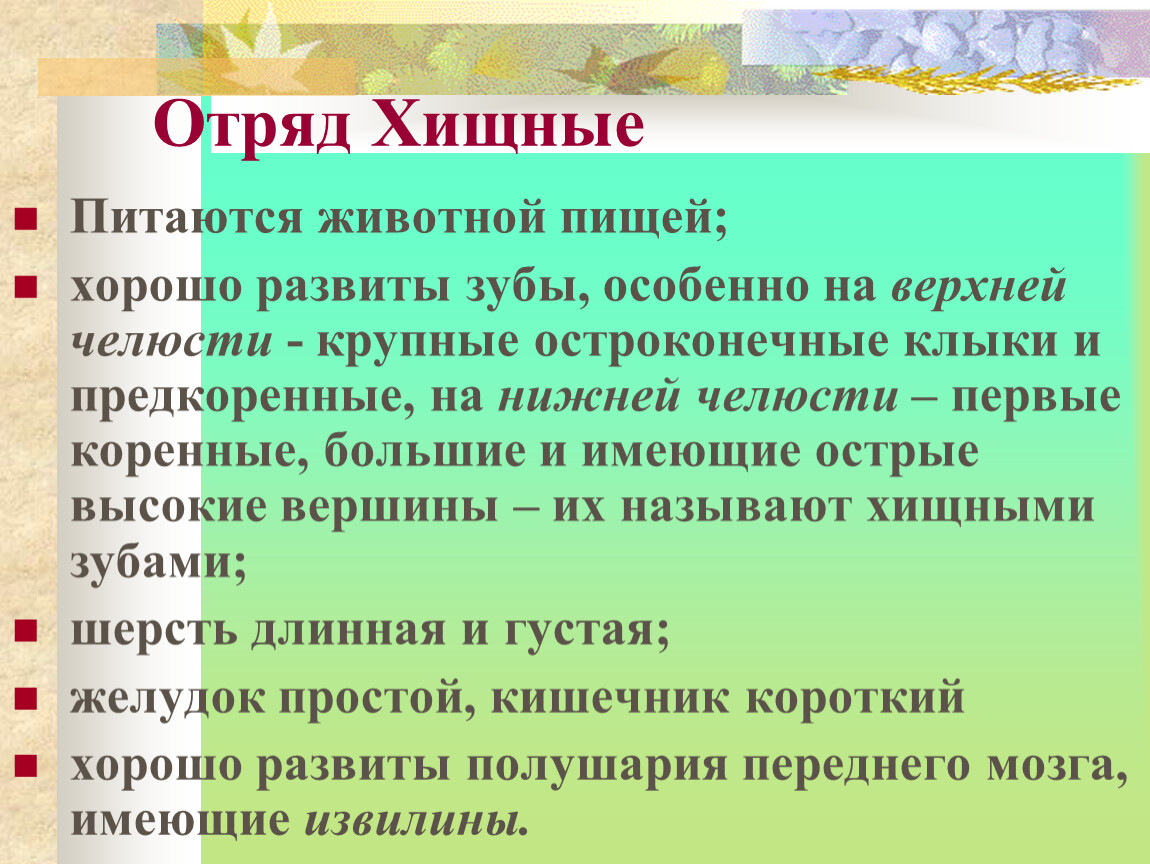 Жизнедеятельность хищных. Отряд Хищные общая характеристика. Характеристика отряда хищники. Отряд Хищные краткая характеристика. Хищные млекопитающие характеристика.