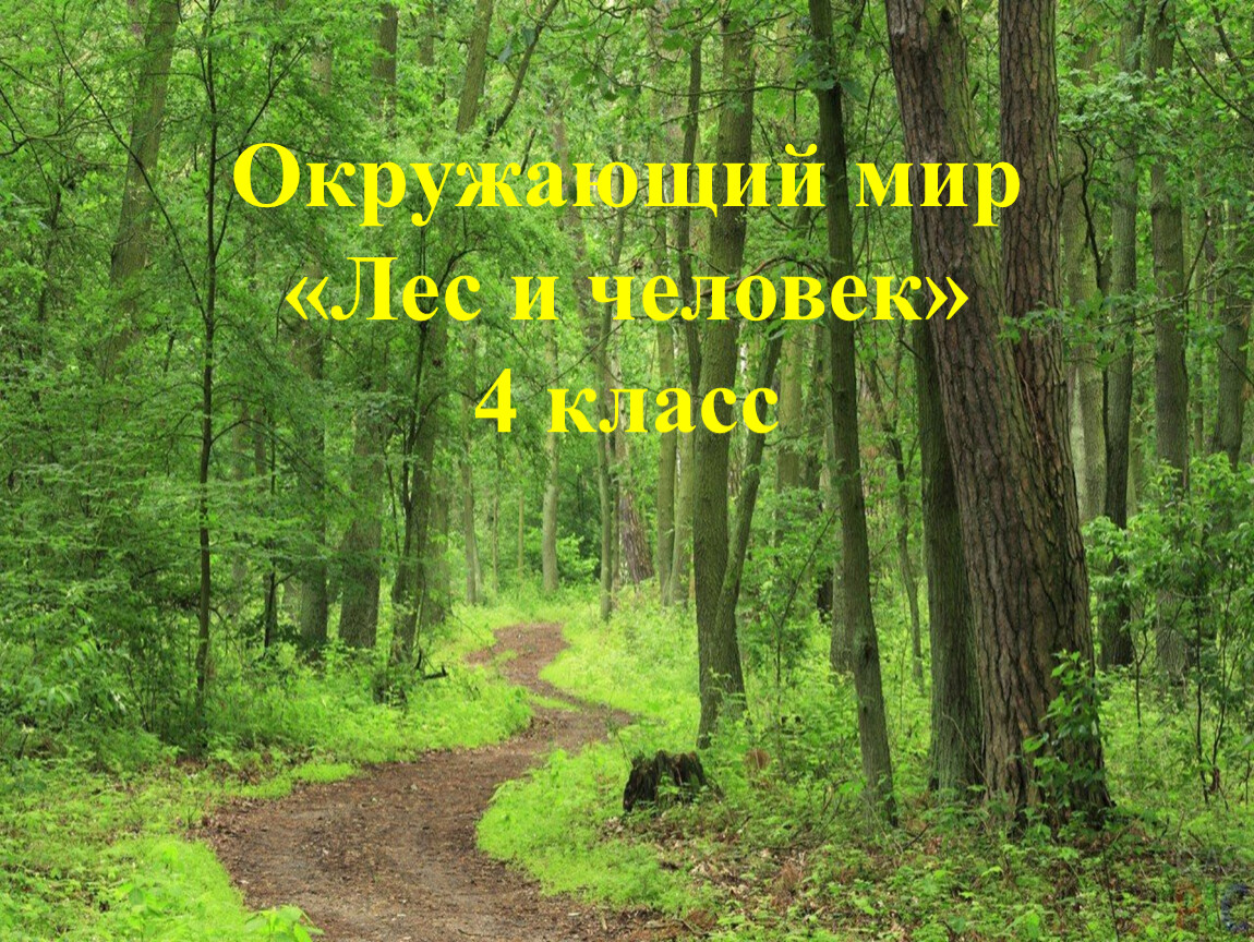 Жизнь леса 4 класс окружающий мир презентация школа россии презентация