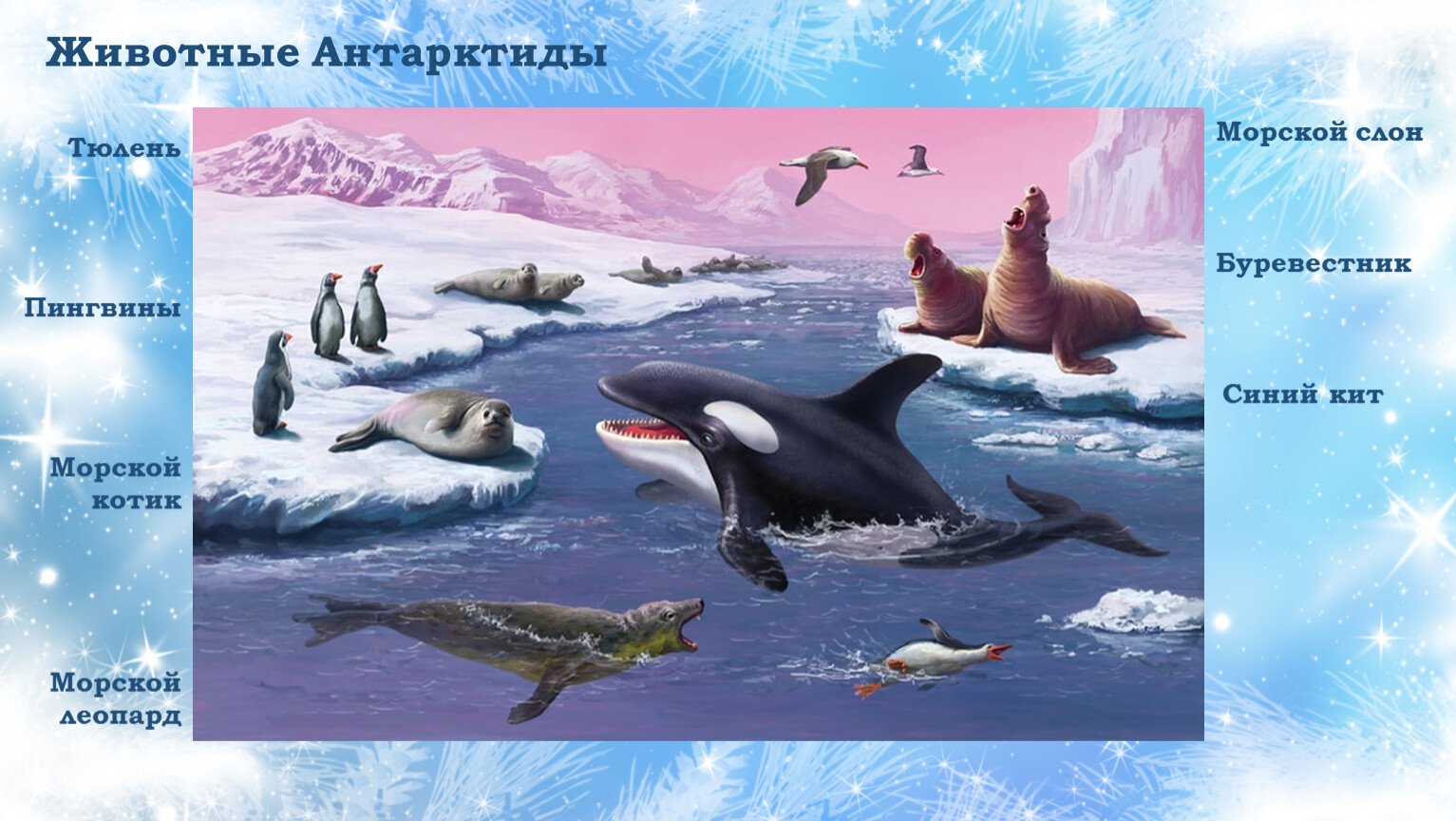 Антарктида картинки для детей дошкольного возраста