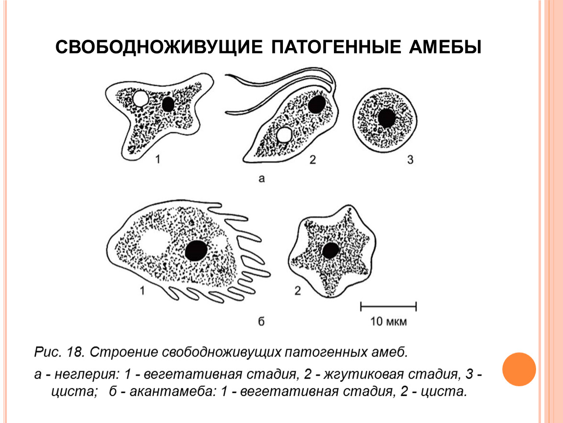 Стадия амебы поражающая толстый кишечник человека. Патогенная форма дизентерийной амебы. Свободноживущие патогенные амебы. Дизентерийная амеба строение.