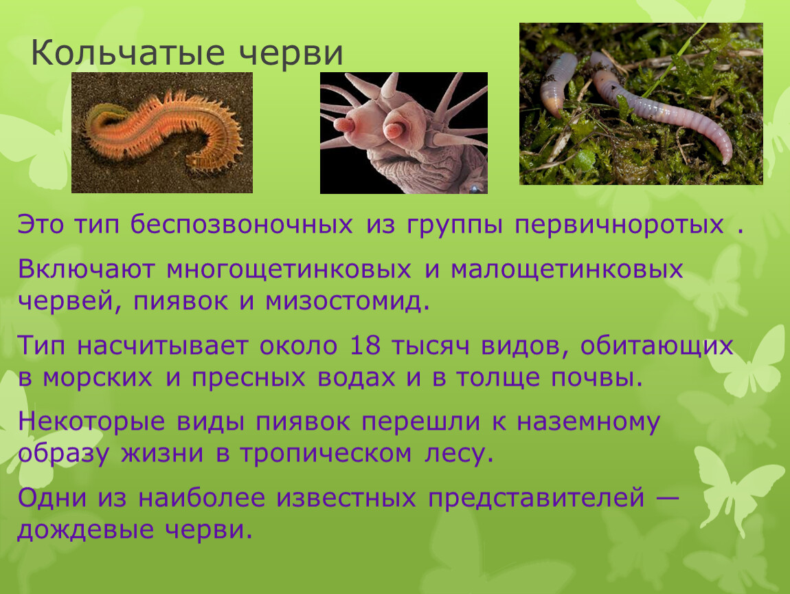 Сообщение о червях. Кольчатые черви. Беспозвоночные животные. Беспозвоночные кольчатые черви. Беспозвоночные животные черви.