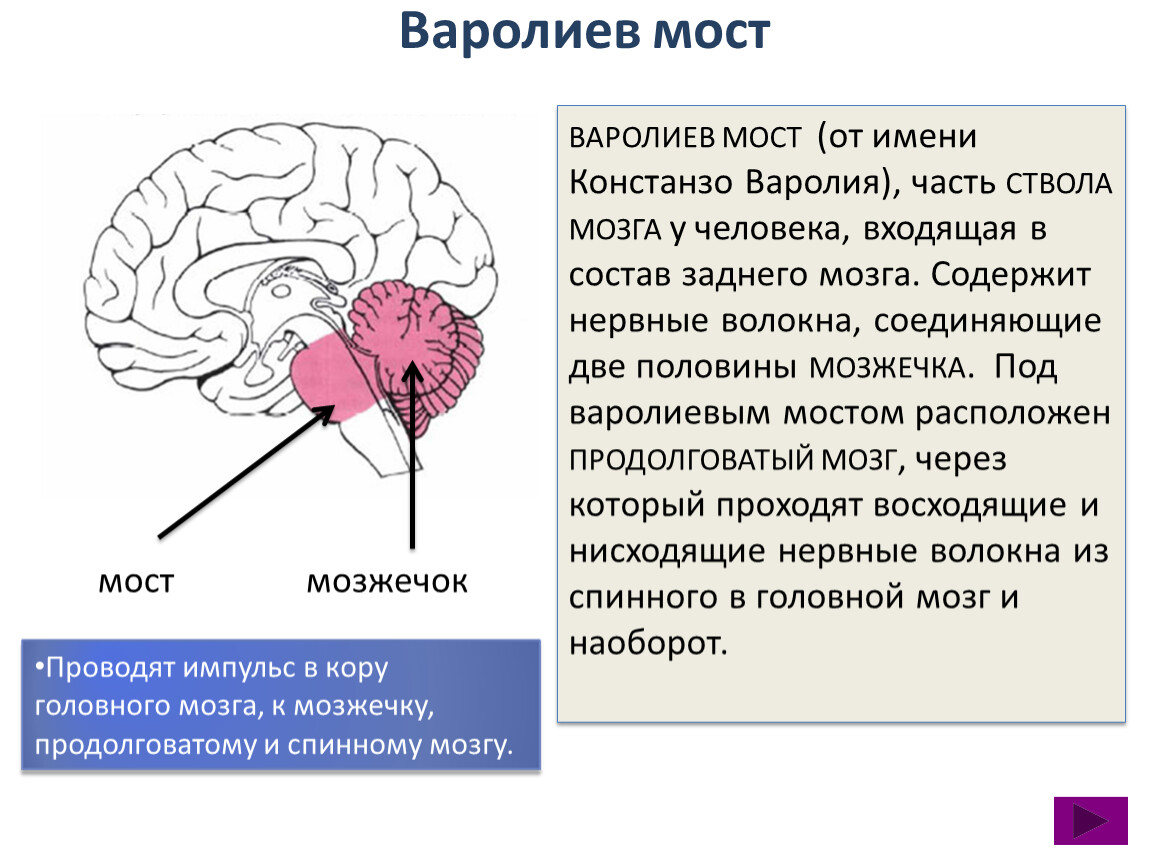 Особенности моста мозга. Головной мозг варолиев мост. Варолиев мост анатомия. Продолговатый мозг и варолиев мост. Варолиев мост неврология.