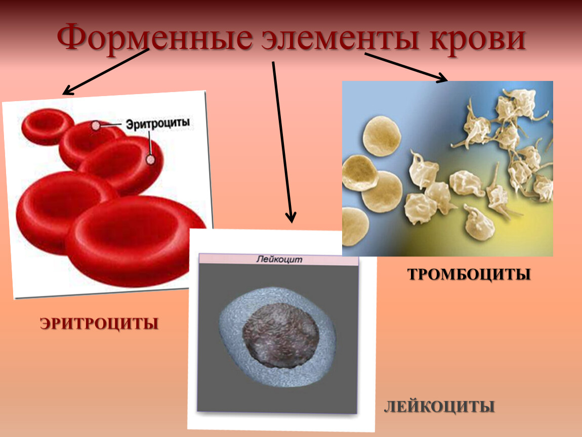 Нормы форменных элементов крови. Схема строения форменных элементов крови. Форменные элементы эритроциты. Ферментные элементы крови.