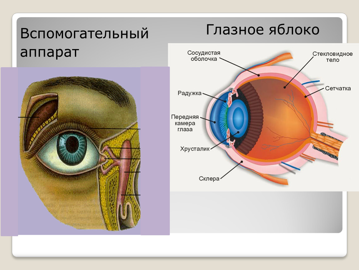 Вспомогательные строение глаза. Анатомия глазного яблока и его вспомогательного аппарата. Зрительный анализатор глазное яблоко вспомогательный аппарат. Структуры глазного яблока вспомогательный аппарат органа зрения. Структуры вспомогательного аппарата глаза.