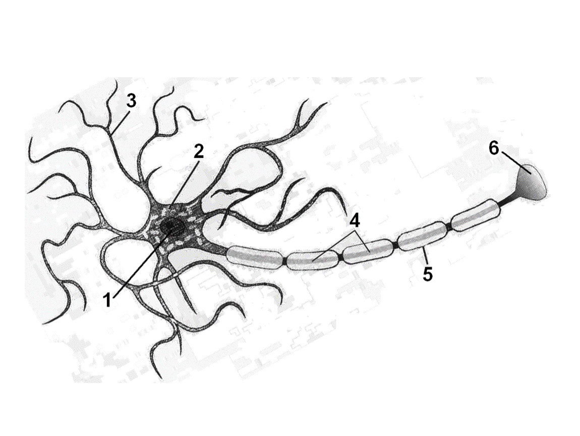 Нерв обозначенный на рисунке. Схема строения нейрона. Строение нейрона анатомия. Строение нейрона(м.с. Миловзорова, 1972). Строение нейрона рисунок анатомия.