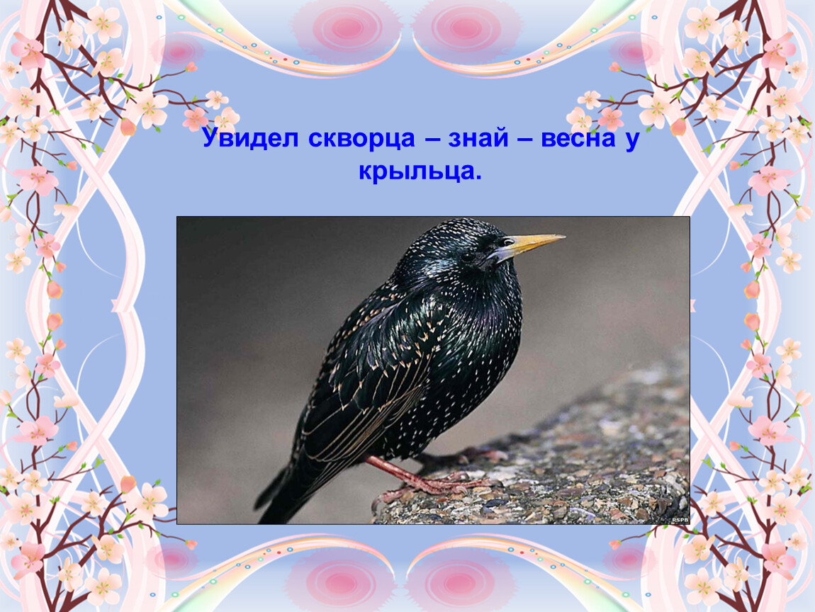 На неделе увидишь. Увидел скворца Весна у крыльца. Пословица увидел скворца Весна у крыльца. Увидишь скворца Весна у крыльца картинки. Примета увидеть скворца весной.