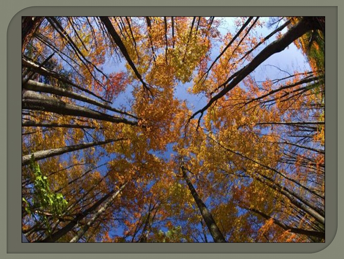 Осенний воздух свеж. Осенний воздух. Листопад в лесу. День засыпающих деревьев. Верхушки осенних деревьев.