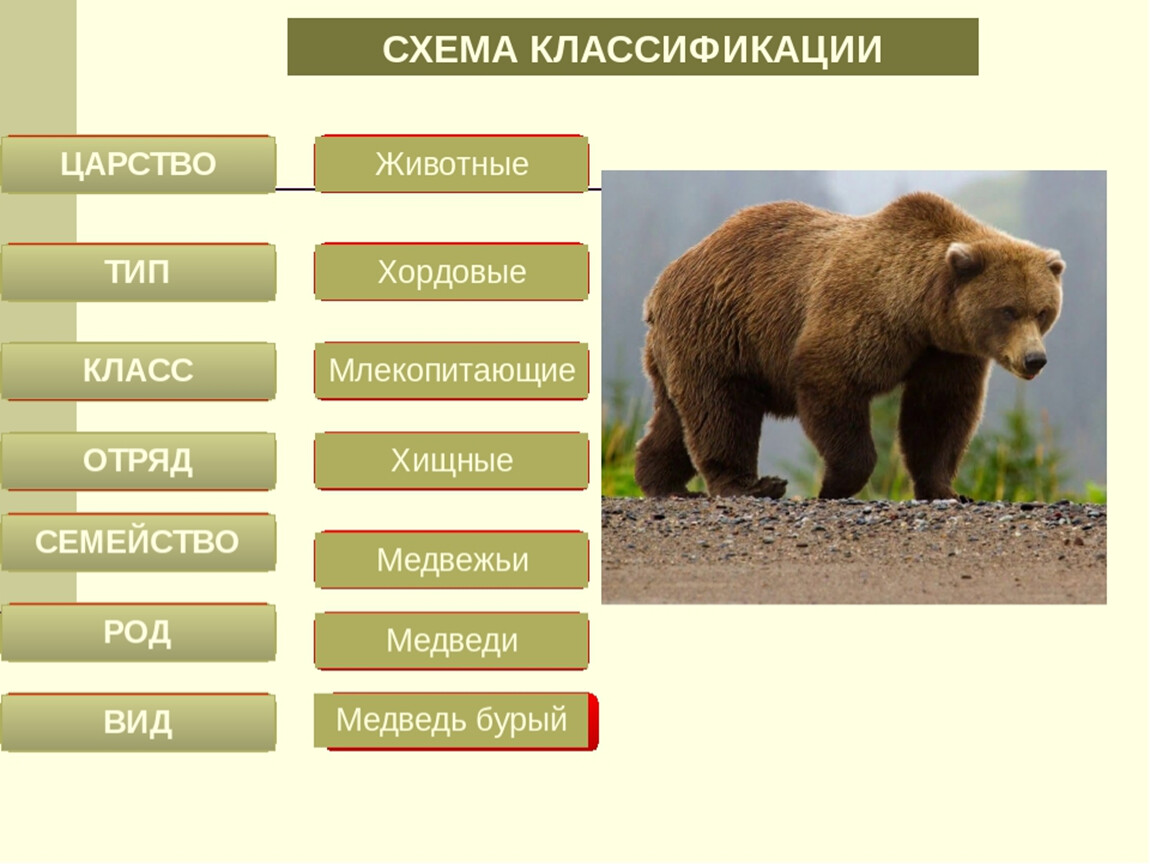 Систематика животных презентация 7 класс по биологии