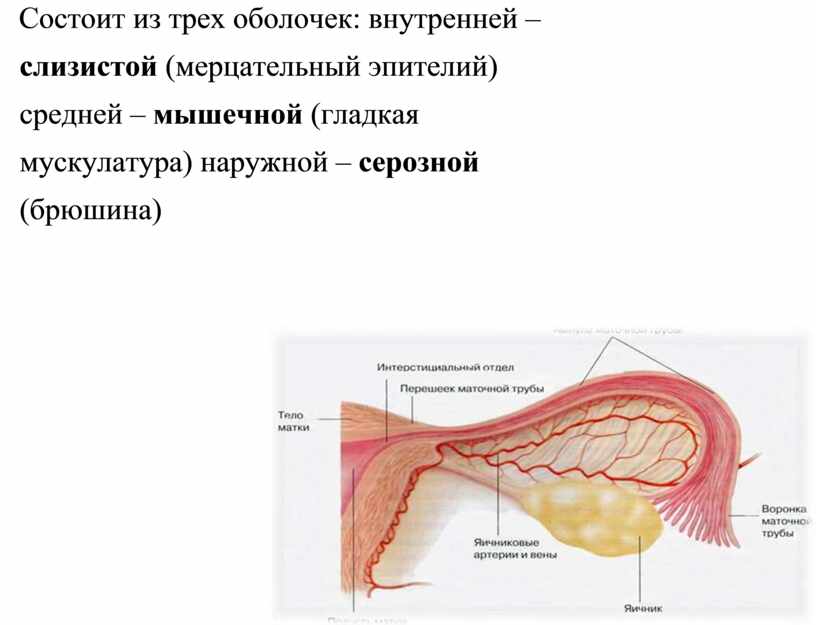 Стенка мочеточника состоит из слизистой мышечной и адвентициальной оболочек