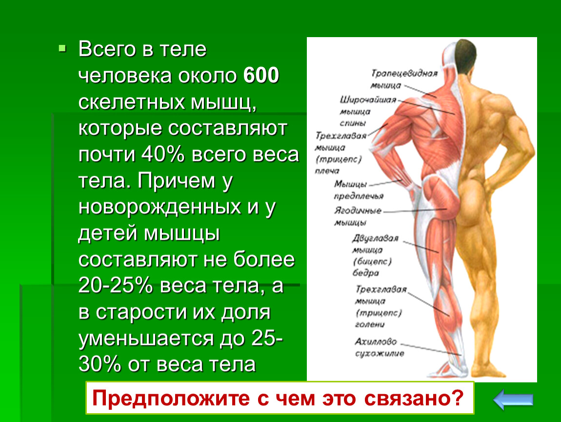 Тело насколько. Мышцы человека. Мышцы в организме человека. Связки в человеческом теле. Мышцы на теле человека.