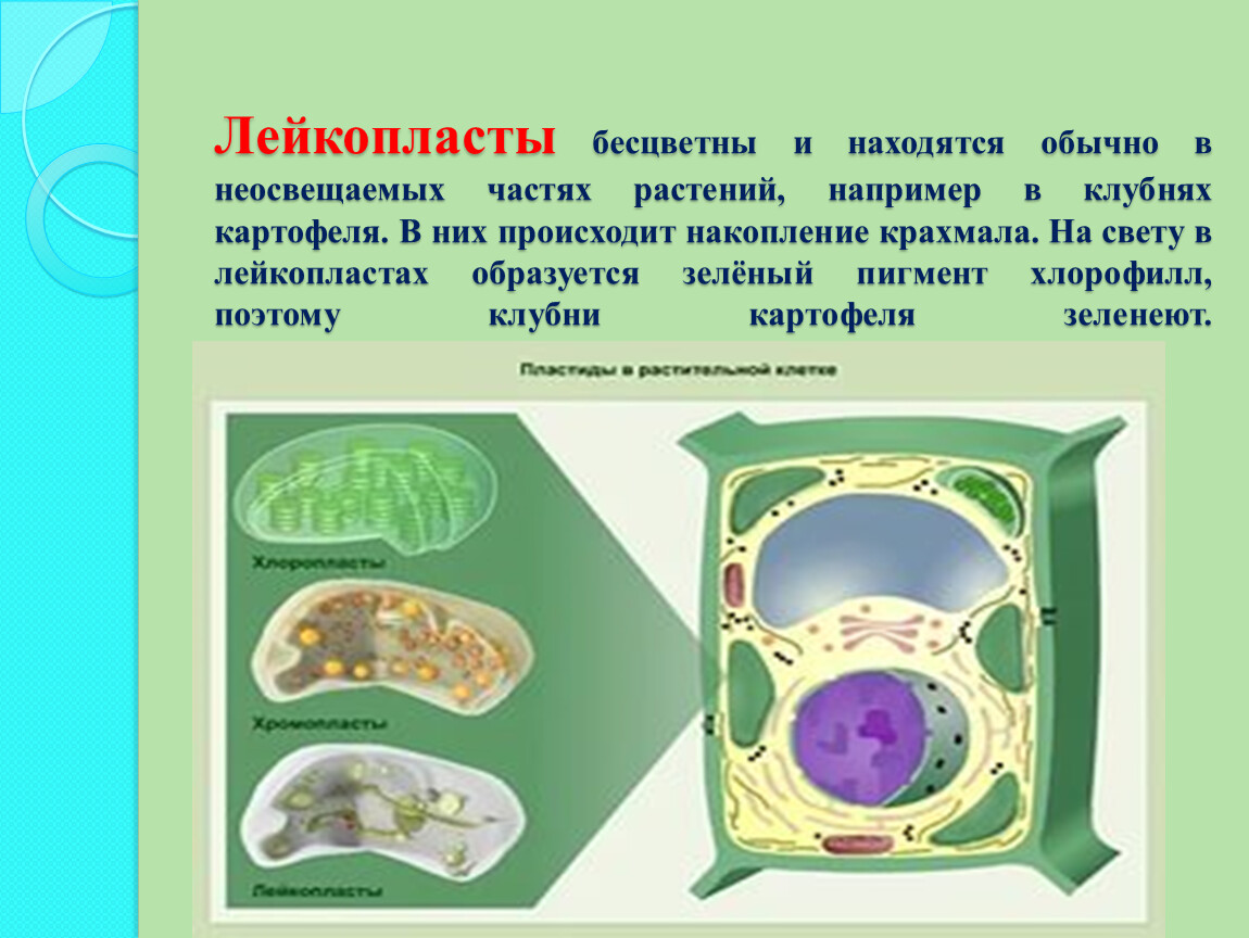 Крахмал в клетках животных. Накопление крахмала происходит. Лейкопласты в растительной клетке. Накопление крахмала происходит в пластидах.