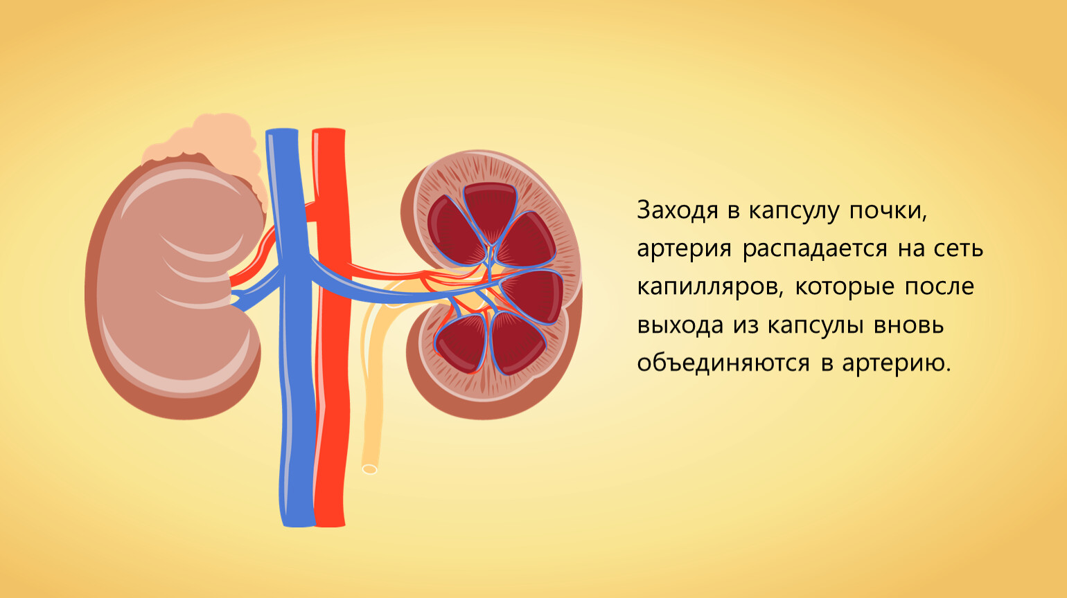 Заболевания мочевыделительной системы презентация