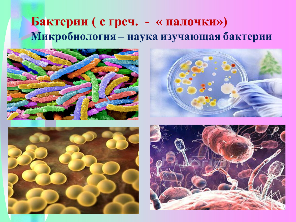 Урок биологии бактерии. Бактерии биология. Тема бактерии. Изучение бактерий. Бактерии по микробиологии.