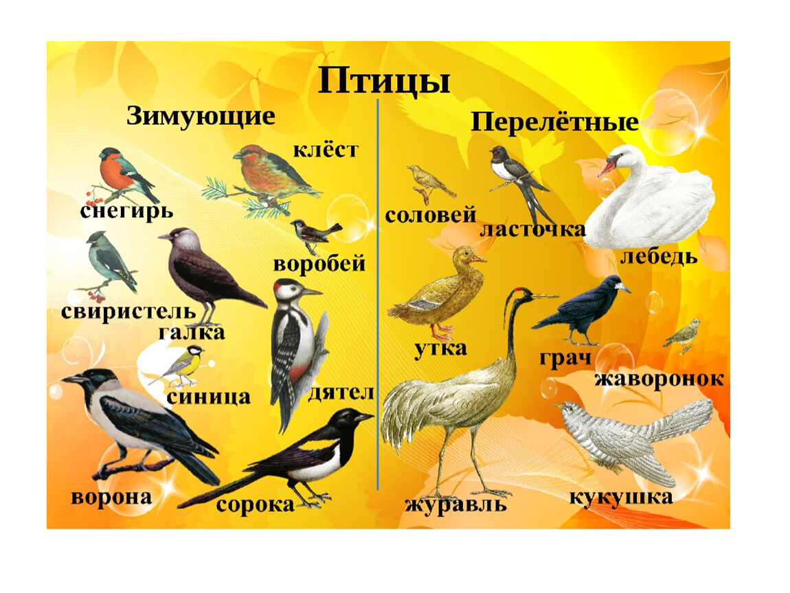 Познание птицы