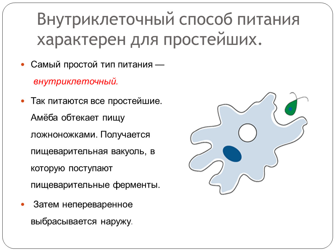 Какой тип питания характерен для амебы обыкновенной изображенной на рисунке обоснуйте свой ответ