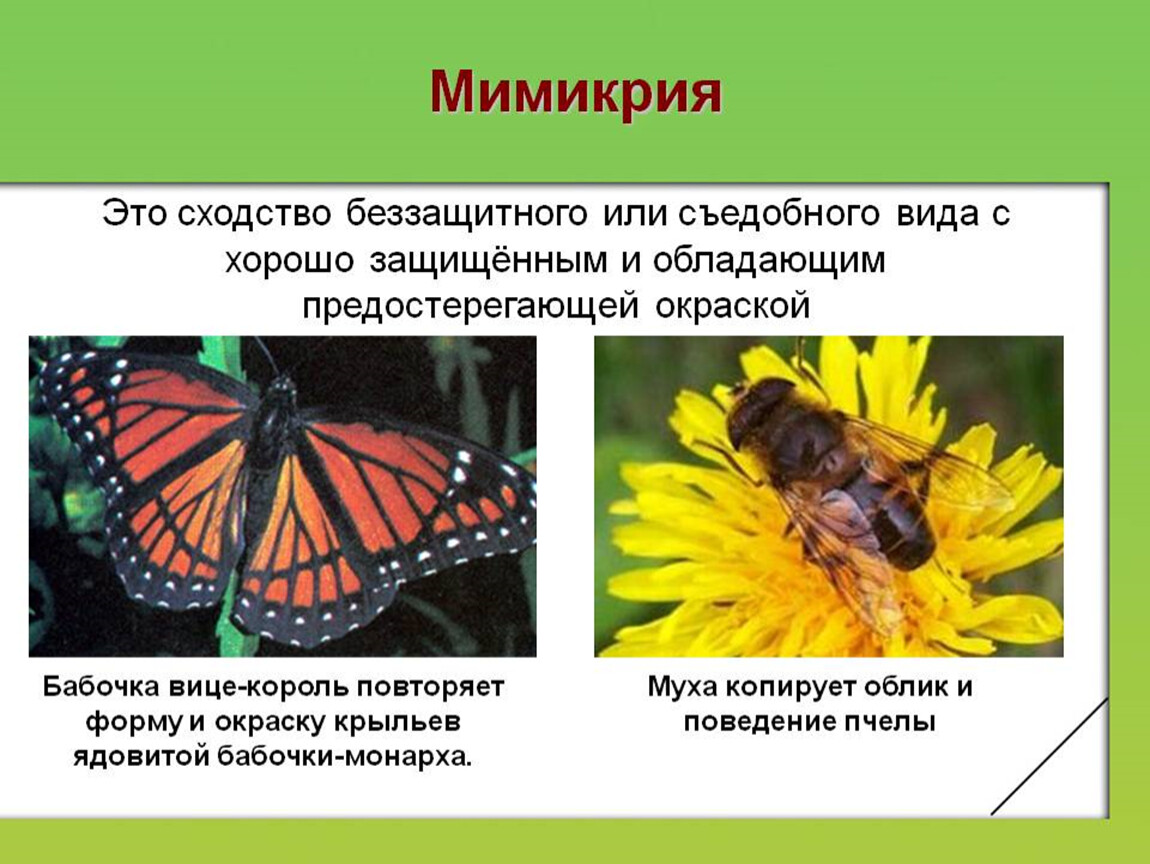В чем сходство и различие бабочек. Адаптации организмов Мимикрия. Бабочка ленточник Мимикрия. Бабочка вице Король. Мимикрия это в биологии.