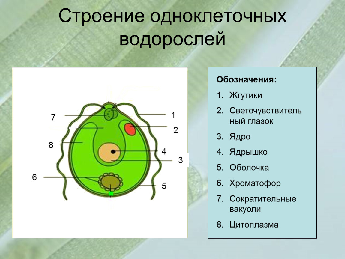 Строение одноклеточных зеленых водорослей