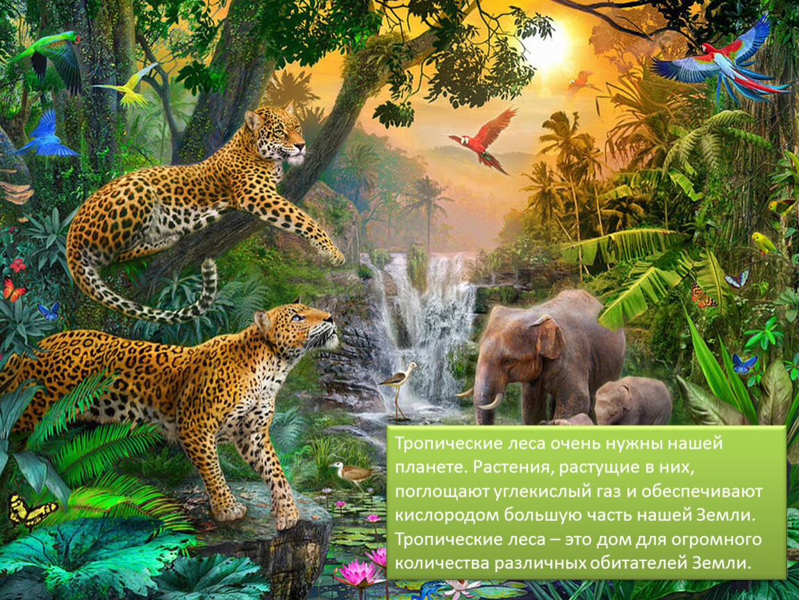 Тропические животные 1 класс. Животные тропических лесов. Обитатели тропического леса. Животные тропического леса для детей. Животные тропического леса для детей 1 класса.