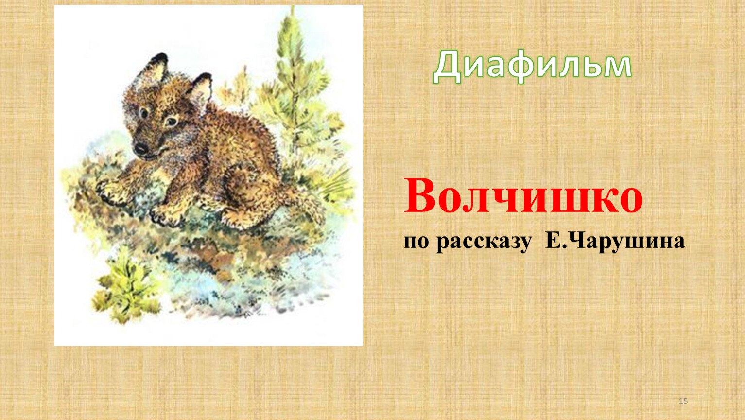 Е чарушин волчишко. Чарушин Волчишко иллюстрации. Е Чарушина Волчишко.