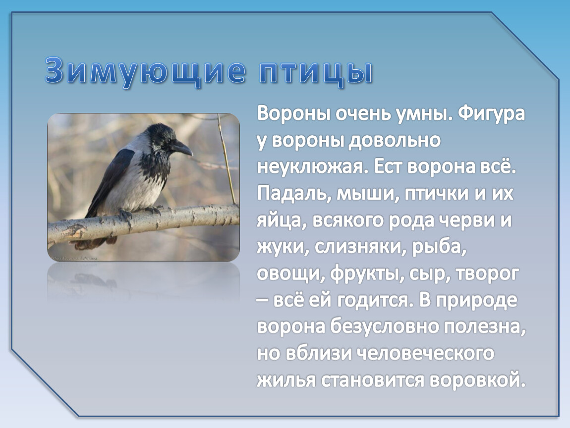 Автор текста о птицах
