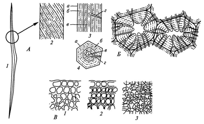 Лубяные волокна ткань. Волокна склеренхимы льна обыкновенного. Склеренхима стебля льна. Склеренхима лубяные волокна льна. Склеренхимные волокна поперечный разрез.