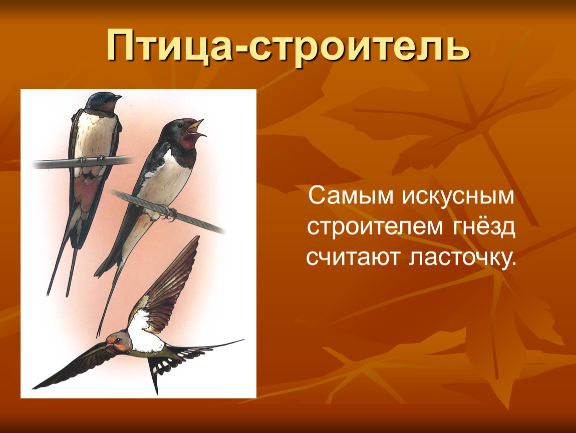 Презентация для дошкольников птицы о птицах