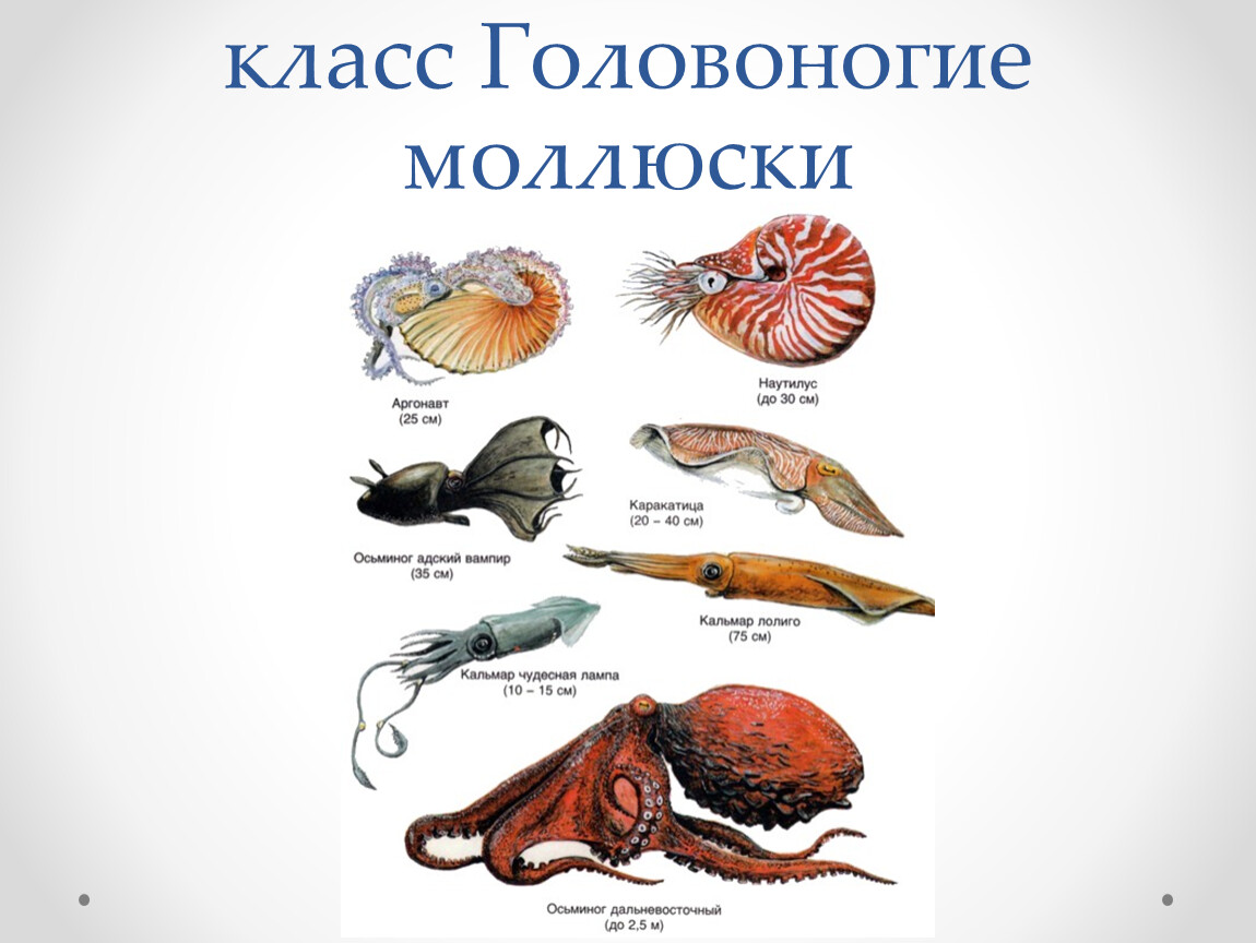 Типы моллюсков головоногие. Представители класса головоногие. Пресноводные головоногие моллюски.