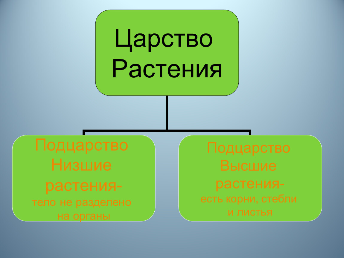 Наука ботаника презентация