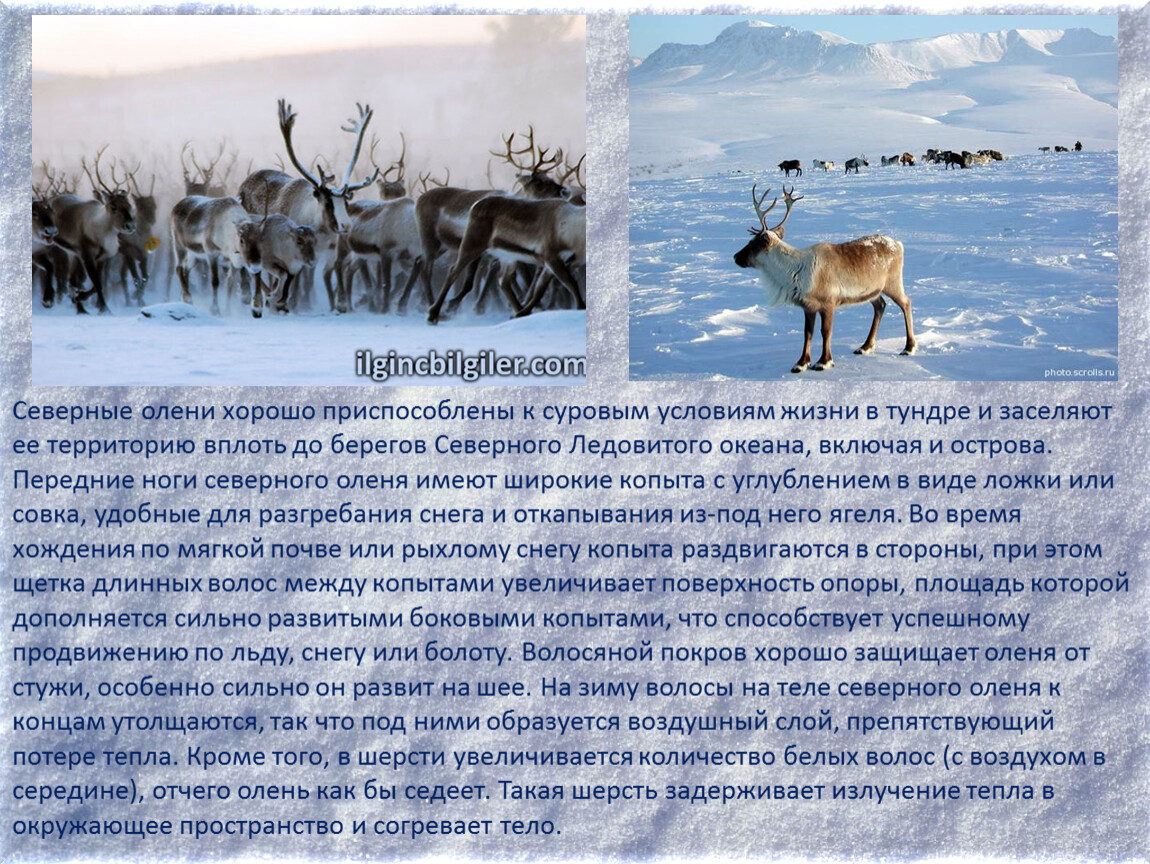 Северный олень условия обитания. Северный олень тундры 4 класс окружающий мир. Северные олени приспособились к суровым. Приспособление Северного оленя. Условия приспособления Северного оленя.