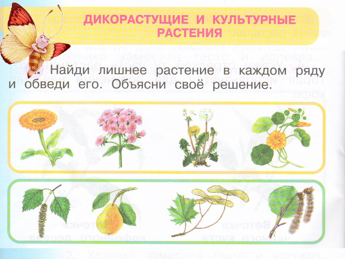 Рисунки культурных растений