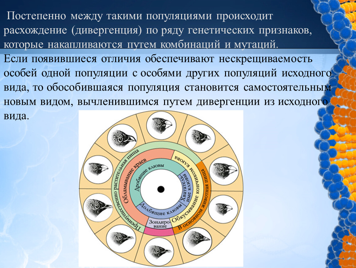 В популяции происходит. Признаки характерные для генетического ряда. Основные процессы происходящие в популяции. Расхождение по ряду генетических признаков называется.