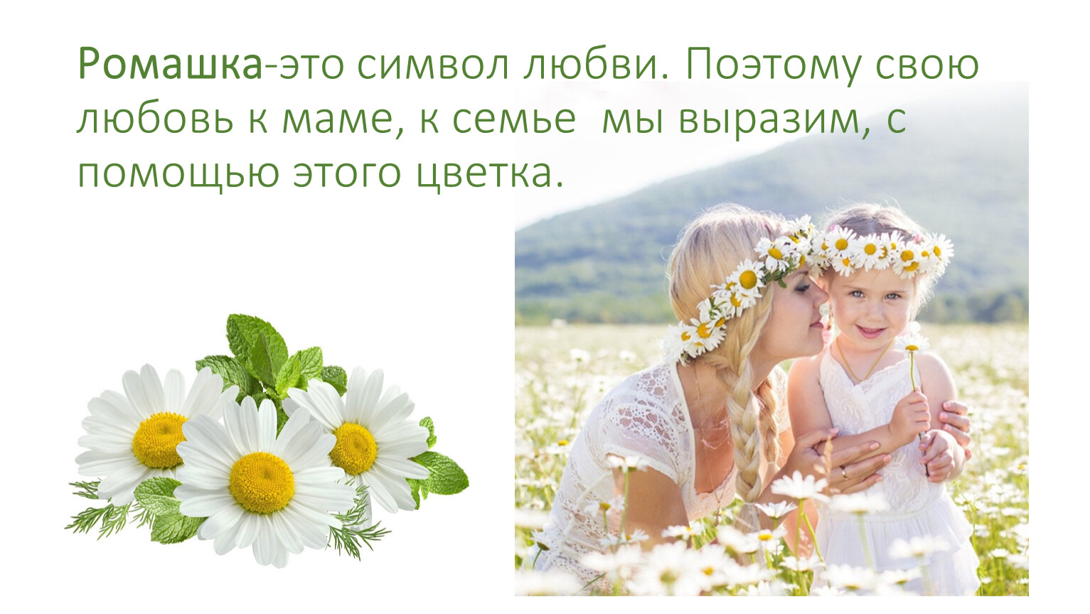 Какой цветок является символом всероссийского дня семьи. Ромашки любовь. Ромашка семья. Цветы символизирующие любовь к матери. Ромашки для мамы.