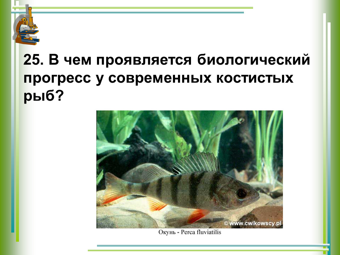 В чем проявляется биологический прогресс. Биологический Прогресс рыб. В чем проявляется биология Прогресс у современных костистых рыб. Доказательство биологического прогресса у костных рыб.