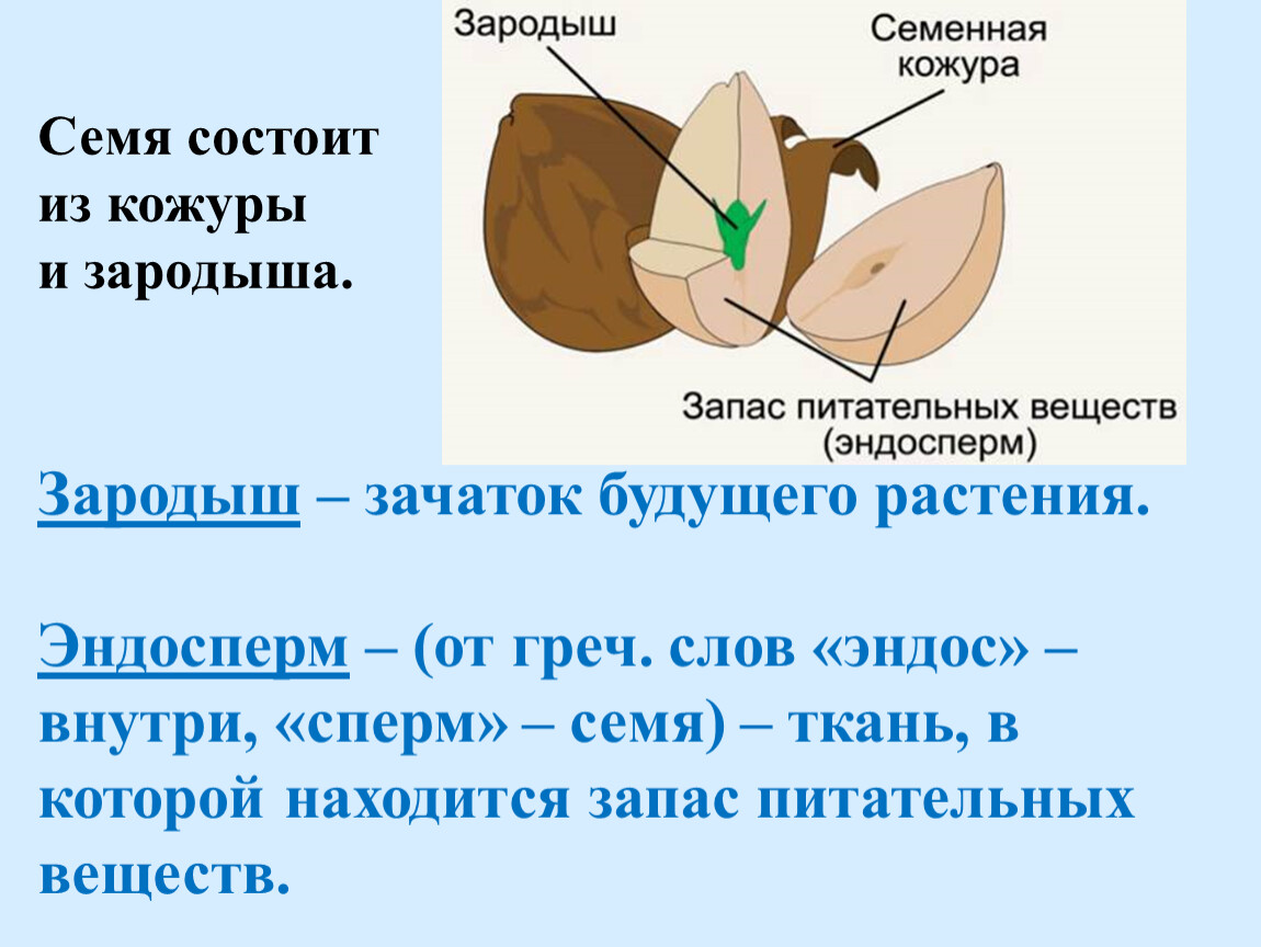 Из чего состоит эндосперм семени. Семенная кожура и эндосперм семян. Семя:семенная кожура,зародыш и эндосперма. Семя растения состоит из.