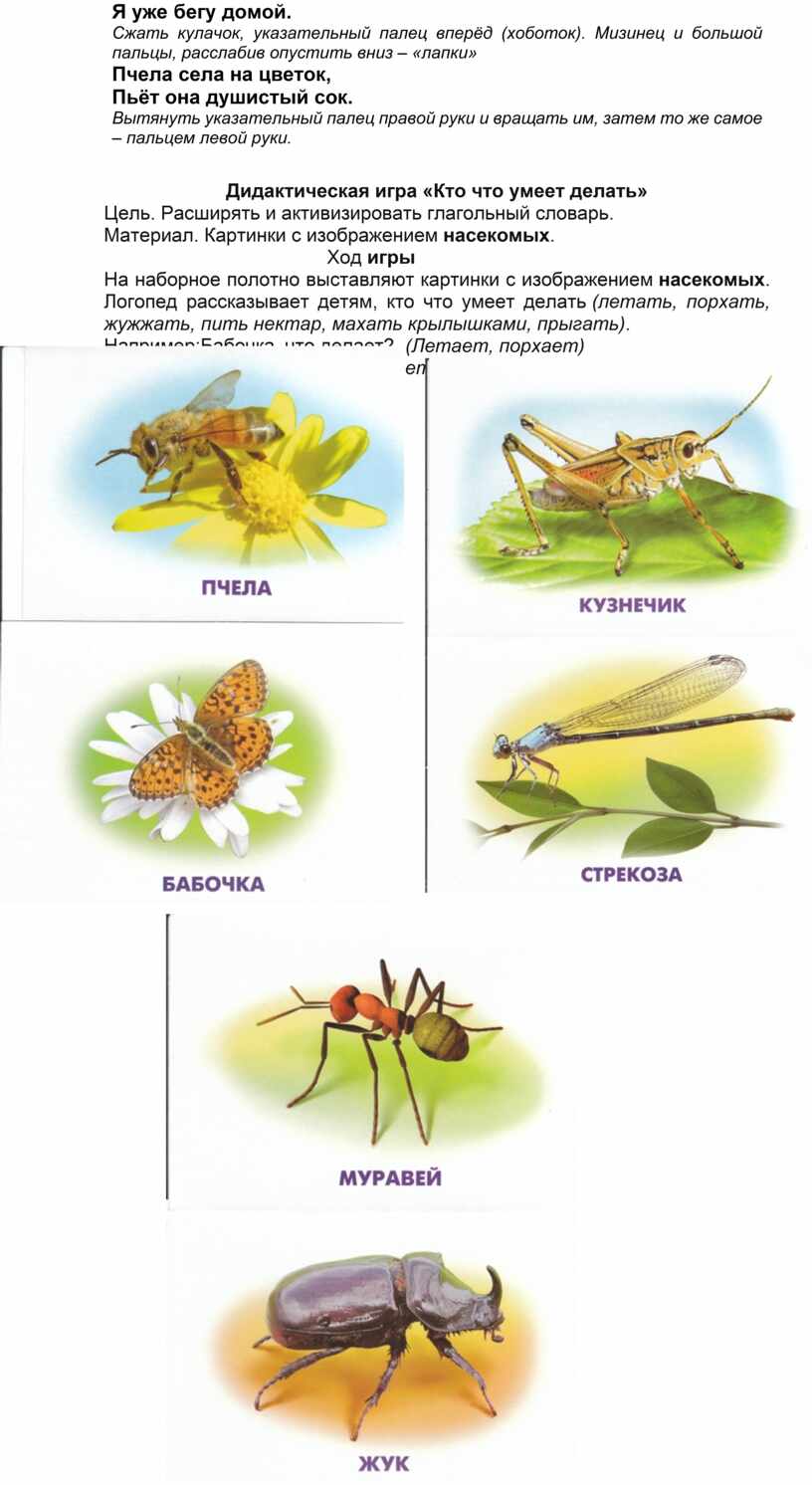 Схема рассказа о насекомых для дошкольников
