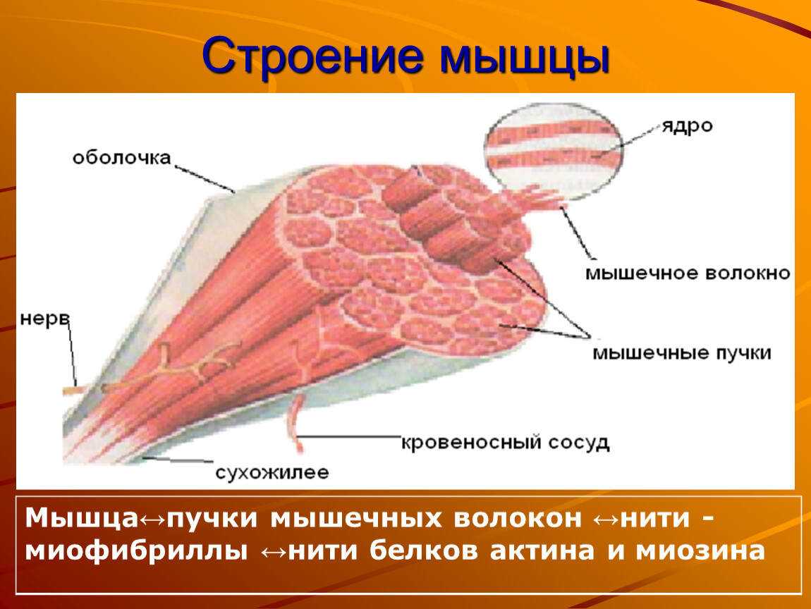 Мышцы строение схема