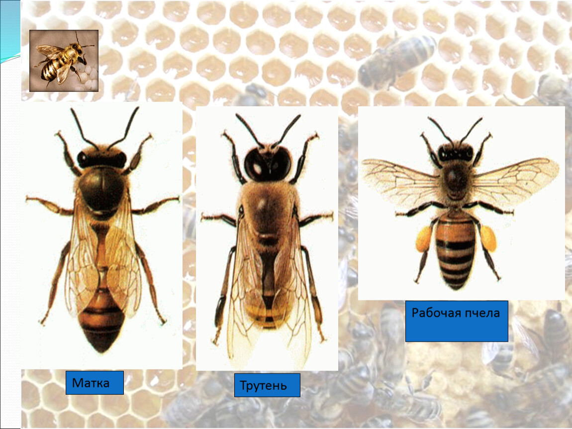 Рабочая пчела класс. Что за фирма с пчелой.
