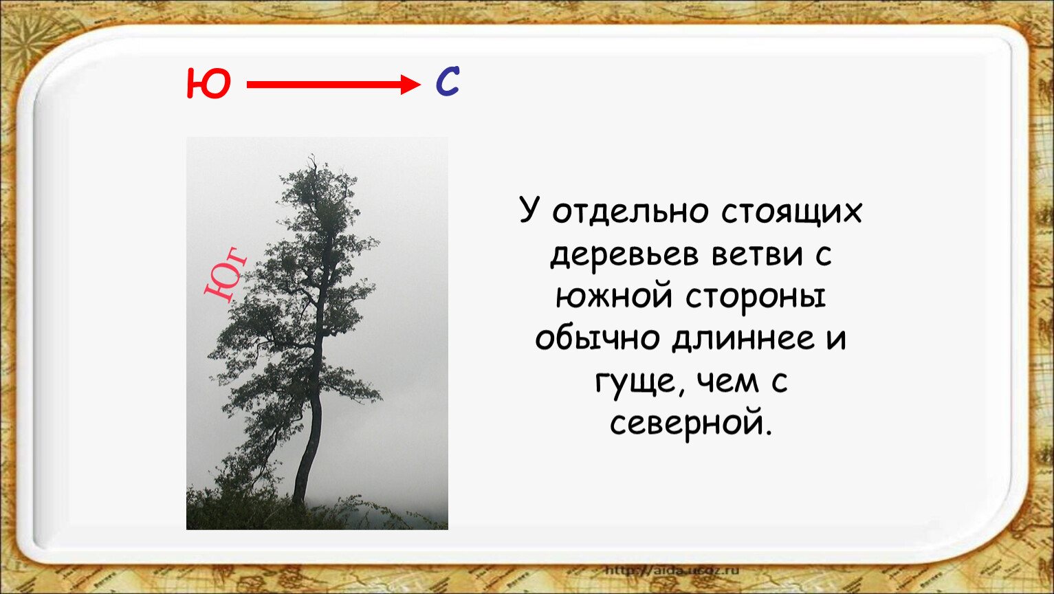 Отдельная сторона. Ориентирование по веткам деревьев. Ветви с Южной стороны. У отдельно стоящих деревьев ветви с Южной стороны длиннее и гуще. У отдельных деревьев ветви с Южной стороны.