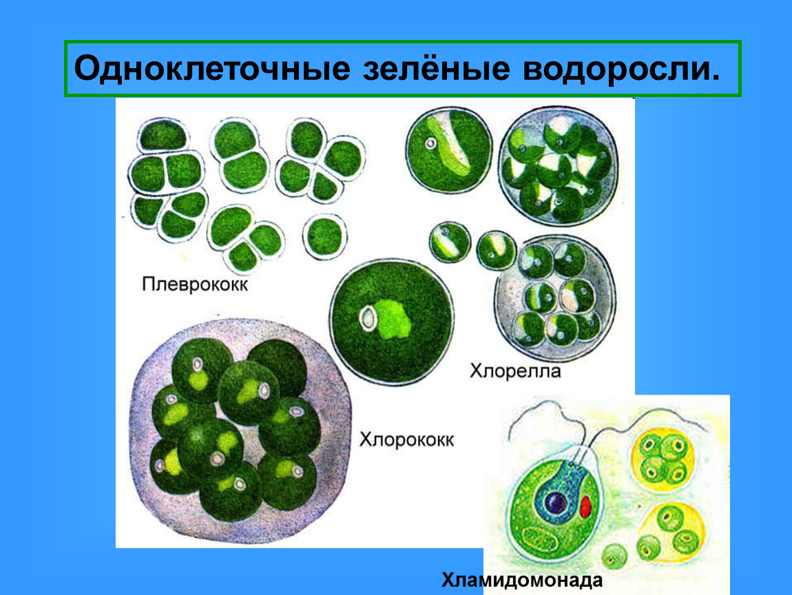 Одноклеточные низшие водоросли. Одноклеточные зеленые водоросли представители. Одноклеточная водоросль хламидомонада. Одноклеточная зеленая водоросль хламидомонада. Зелёные водоросли хлорелла одноклеточеые.
